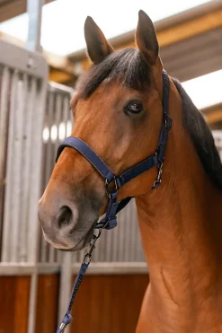 Harcour Hansy Licol et Longe| Licols