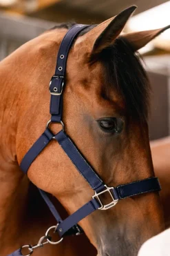 Harcour Hansy Licol et Longe| Licols