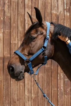 Harcour Hansy Licol et Longe| Licols